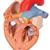 Human Heart Model with Esophagus and Trachea, 2 times Life-Size, 5 part - 3B Smart Anatomy, 1000269 [G13], Human Heart Models (Small)