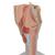 Human Larynx Model, 2 times Full-Size, 7 part - 3B Smart Anatomy, 1000272 [G21], Ear Models (Small)