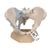 Female Pelvis Skeleton Model with Ligaments, 3 part - 3B Smart Anatomy, 1000286 [H20/2], Women's Health Education (Small)