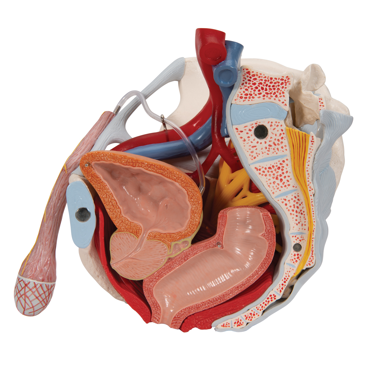 Male Pelvis Skeleton Model with Ligaments, Vessels, Nerves, Pelvic