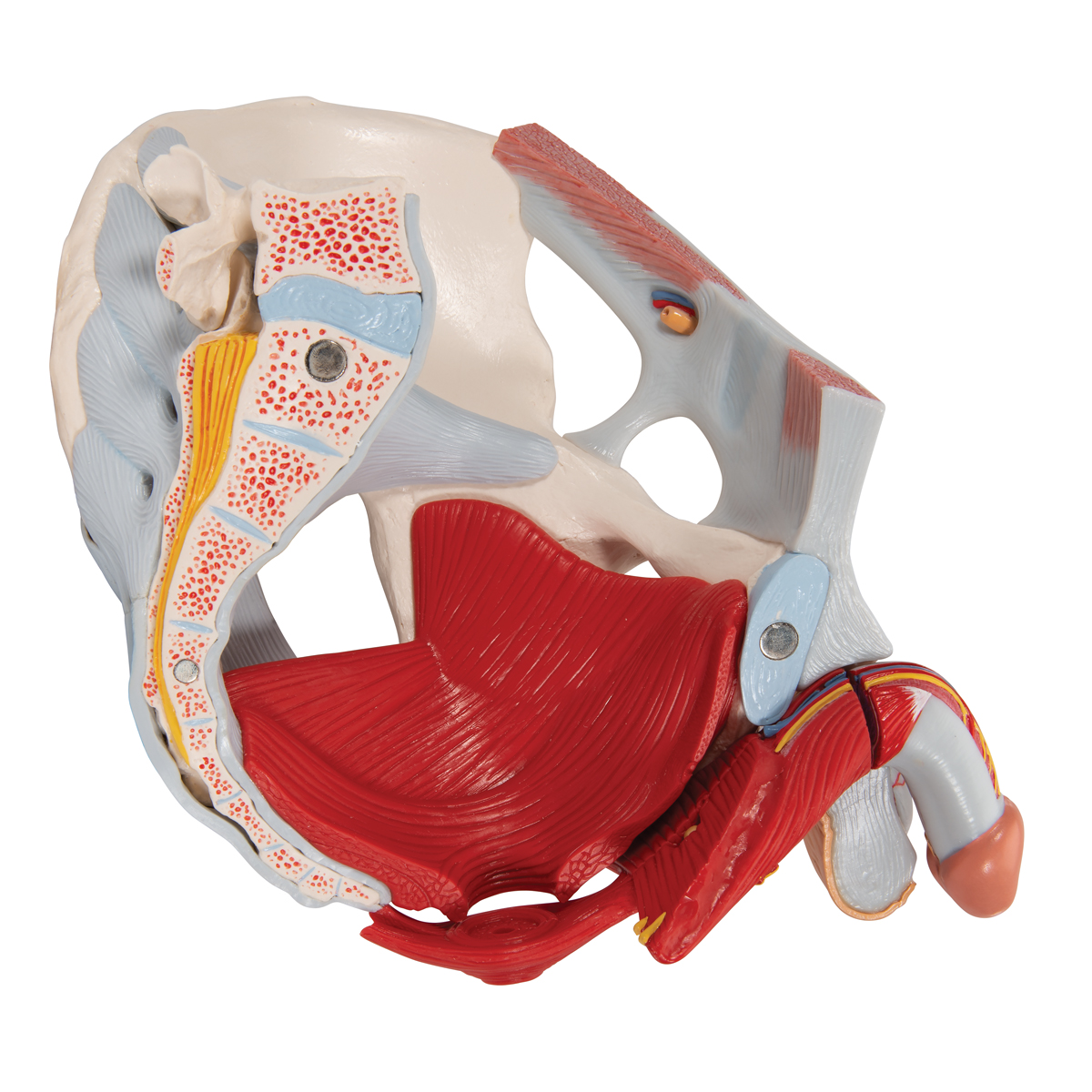 Pelvic Bone Ligaments