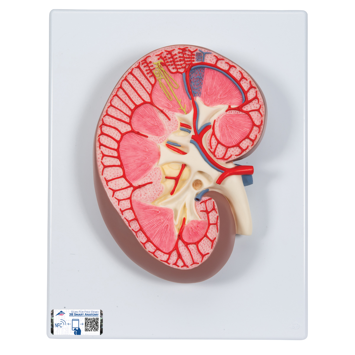 Anatomical Teaching Model - Plastic Anatomy Models - Renal System