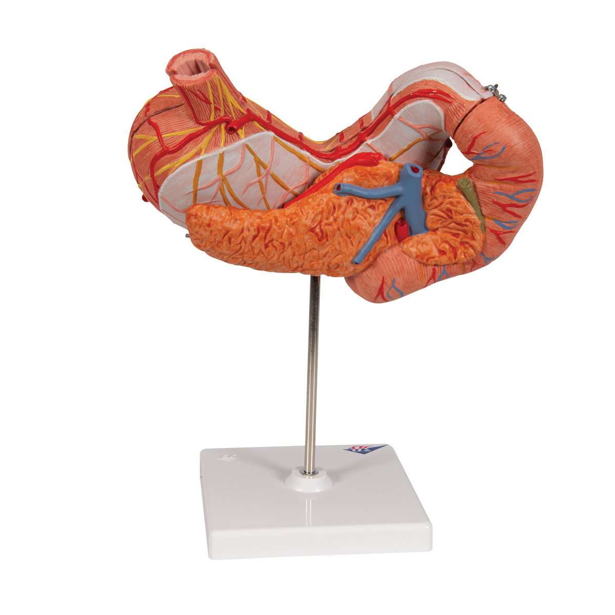 anatomical models for drawing