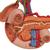 Life-Size Model of Rear Organs of Upper Abdomen - 3B Smart Anatomy, 1000309 [K22/2], Digestive System Models (Small)