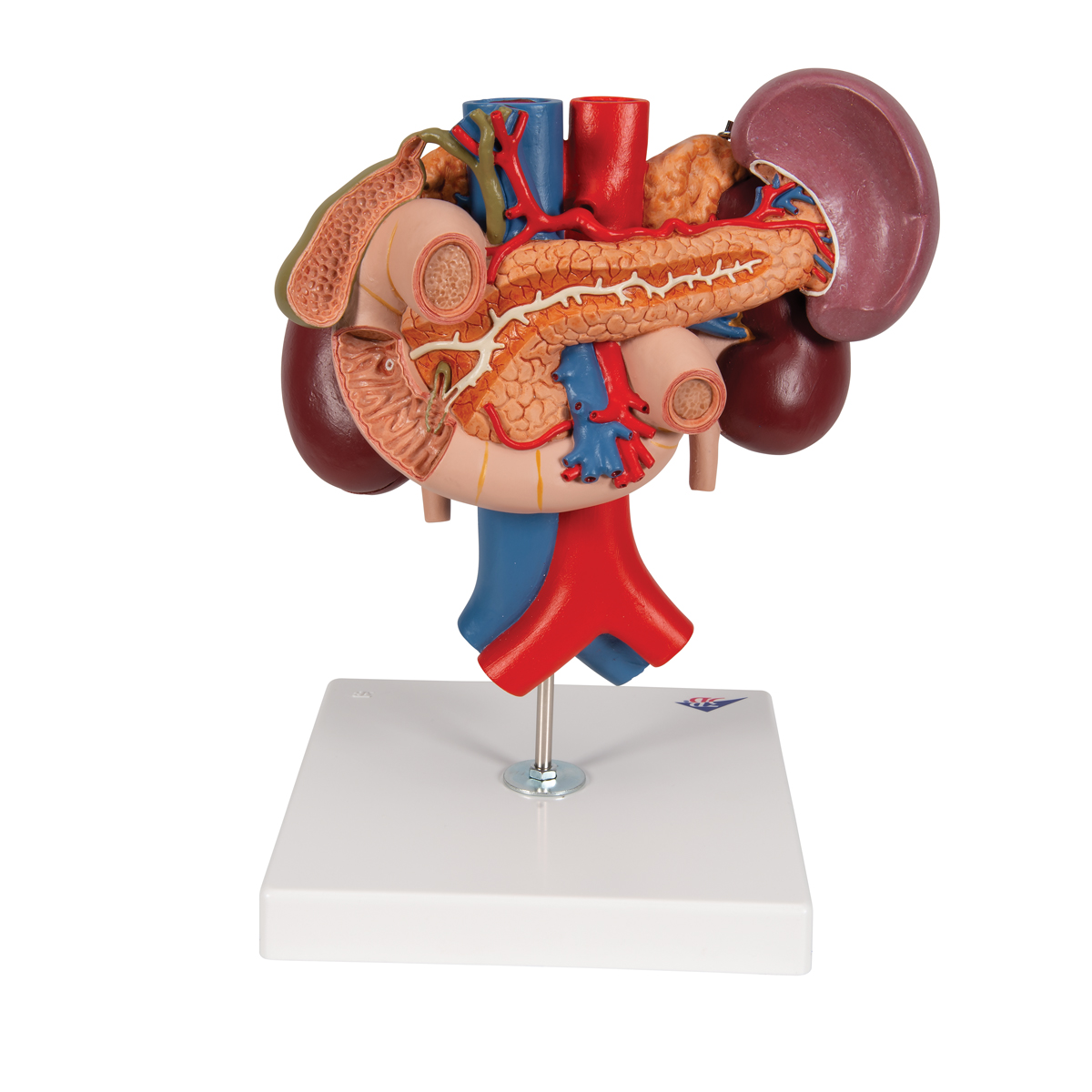 Anatomical Teaching Model - Plastic Anatomy Models