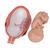 Fetus Model, 7th Month - 3B Smart Anatomy, 1000329 [L10/8], Human (Small)