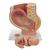Pregnancy Pelvis Model in Median Section with Removable Fetus (40 weeks), 3 part - 3B Smart Anatomy, 1000333 [L20], Human (Small)