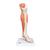 Life-Size Lower Muscle Leg Model with Detachable Knee, 3 part - 3B Smart Anatomy, 1000353 [M22], Muscle Models (Small)