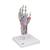 Hand Skeleton Model with Ligaments & Muscles - 3B Smart Anatomy, 1000358 [M33/1], Arm and Hand Skeleton Models (Small)