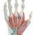Hand Skeleton Model with Ligaments & Muscles - 3B Smart Anatomy, 1000358 [M33/1], Arm and Hand Skeleton Models (Small)