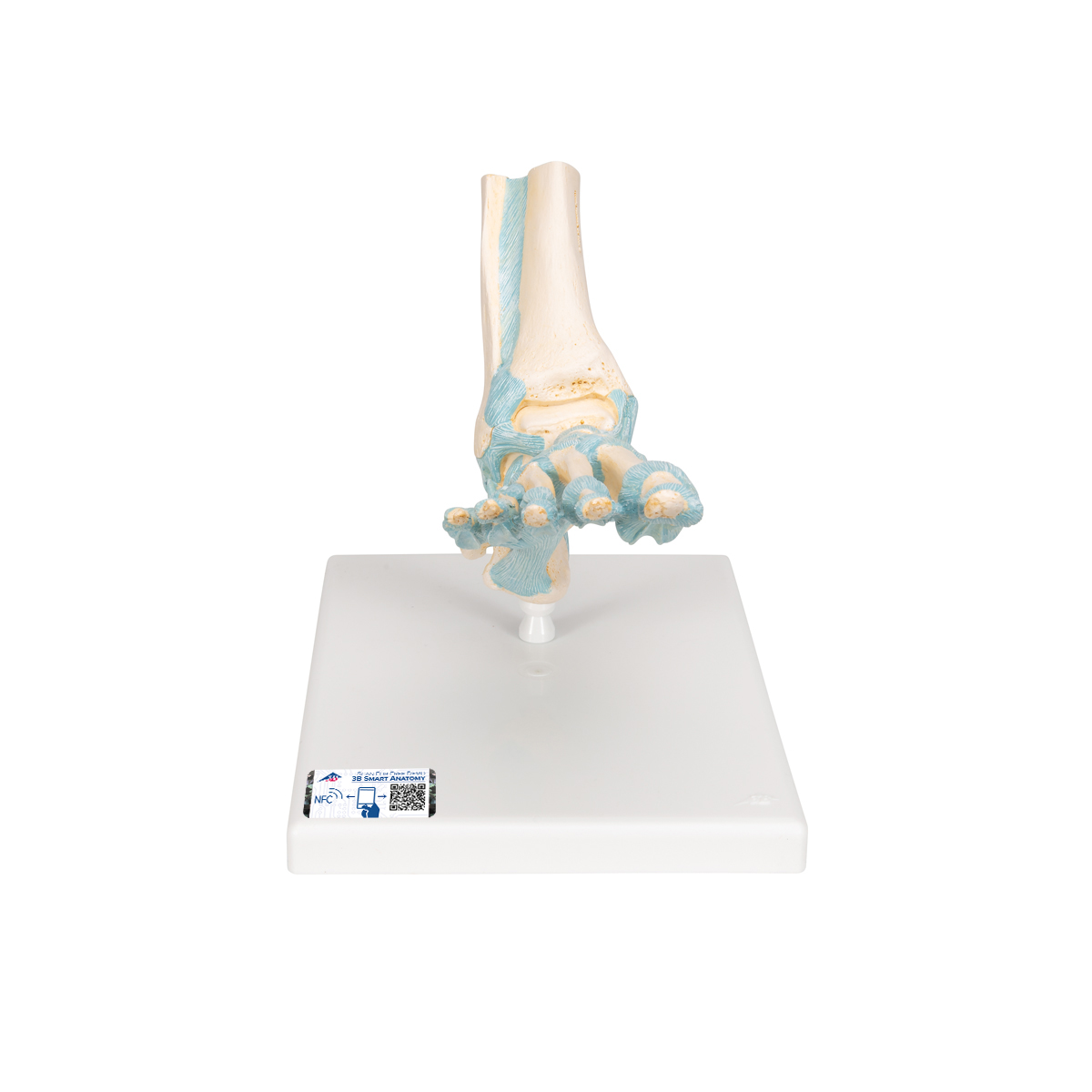 Hand Joint Model with Standing Base for Medical School Teaching Aids Decoration Anatomical Educational Model,Medical Models Educational Model LifeSize Human Skeleton Foot Ankle Joint 