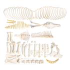 Horse skeleton (Equus ferus caballus), female, disarticulated, 1021004 [T300141fU], Osteology