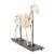 Horse Skeleton (Equus ferus caballus), Male, Specimen, 1021003 [T300141m], Odd-toed Ungulates (Perissodactyla) (Small)