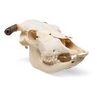 Bovine skull (Bos taurus), with horns, specimen, 1020978 [T300151w], Farm Animals