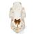 Domestic Pig Skull (Sus scrofa domesticus), Female, Specimen, 1021000 [T300161f], Farm Animals (Small)