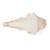 Domestic Sheep Skull (Ovis aries), Female, Specimen, 1021028 [T300181f], Farm Animals (Small)