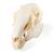 Rabbit Skull (Oryctolagus cuniculus var. domestica), Specimen, 1020987 [T300191], Stomatology (Small)