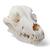 Dog Skull (Canis lupus familiaris), Size M, Specimen, 1020994 [T30021M], Predators (Carnivora) (Small)