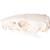 Rat Skull (Rattus rattus), Specimen, 1021038 [T300271], Rodents (Rodentia) (Small)