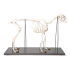 Domestic Sheep Skeleton (Ovis aries), Female, Specimen, 1021024 [T300361f], Farm Animals