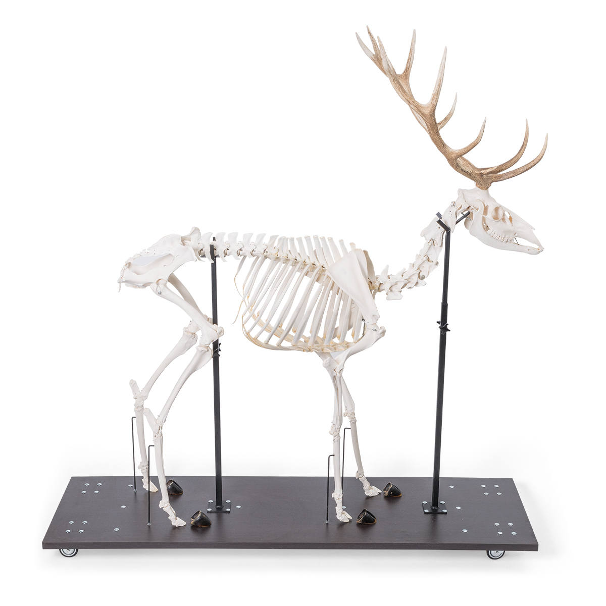 alden deer bone