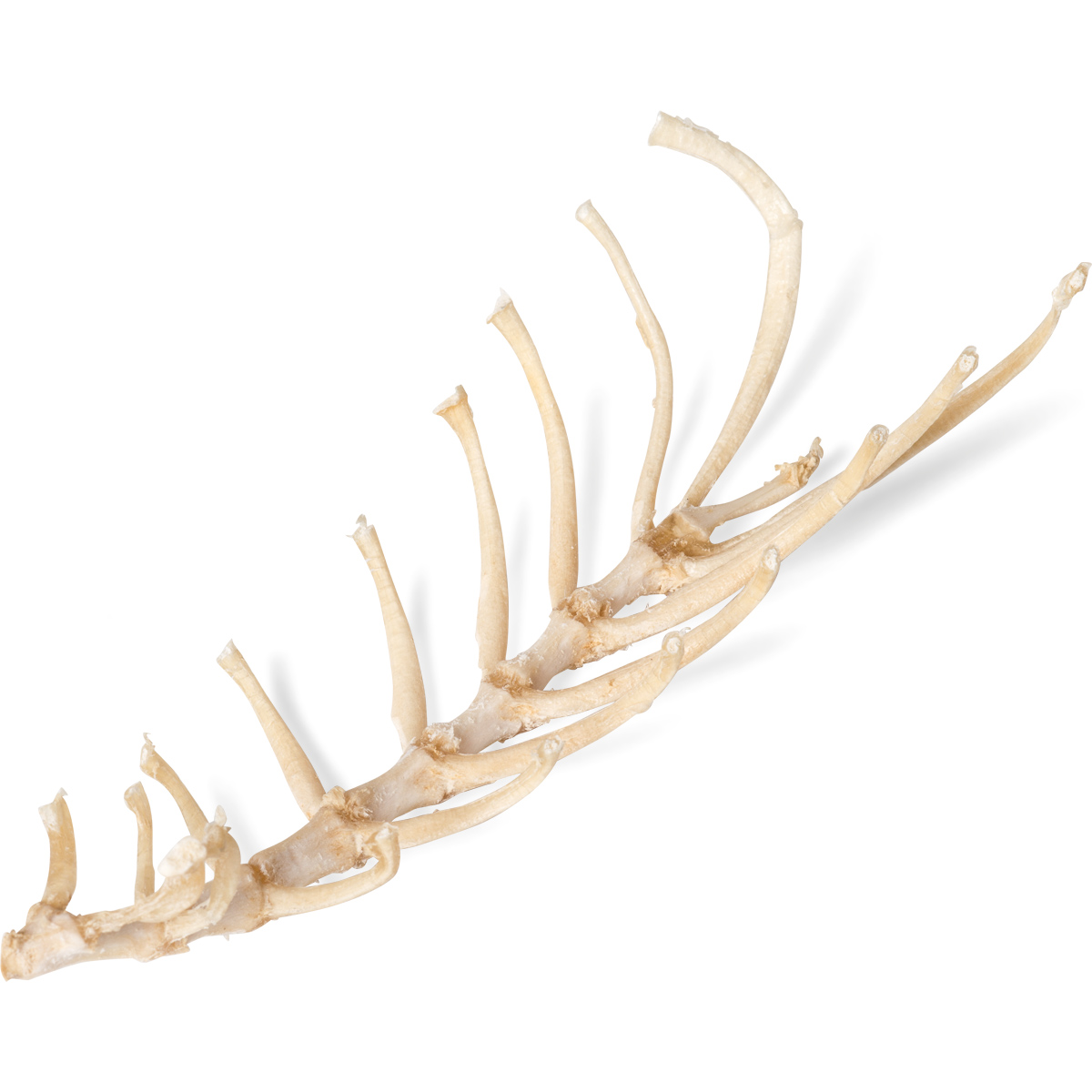 Dog (Canis lupus familiaris), sternum - 1021061 - T30064 - Osteology