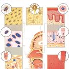 Cell Tissue, 4007826 [V2030U], Anatomical Charts