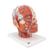 Head Musculature Model with Blood Vessels - 3B Smart Anatomy, 1001240 [VB128], Head Models (Small)