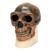 Replica Homo Erectus Pekinensis Skull (Weidenreich, 1940), 1001293 [VP750/1], Anthropological Skulls (Small)