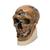 Replica Homo Neanderthalensis Skull (La Chapelle-aux-Saints 1), 1001294 [VP751/1], Human Skull Models (Small)