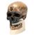 Replica Homo Sapiens Skull (Crô-Magnon), 1001295 [VP752/1], Anthropological Skulls (Small)