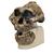 Replica Australopithecus Boisei Skull (KNM-ER 406 + Omo L7A-125), 1001298 [VP755/1], Anthropological Skulls (Small)