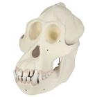 Orangutan Skull (Pongo pygmaeus), male, VP761, Biological Anthropology