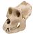 Gorilla Skull (Gorilla gorilla), Male, Replica, 1001301 [VP762/1], Biological Anthropology (Small)