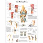 Das Kniegelenk, 1001322 [VR0174L], Skeletal System