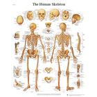 Human Skeleton STICKYchart™, VR1113S, Sistema Esquelético