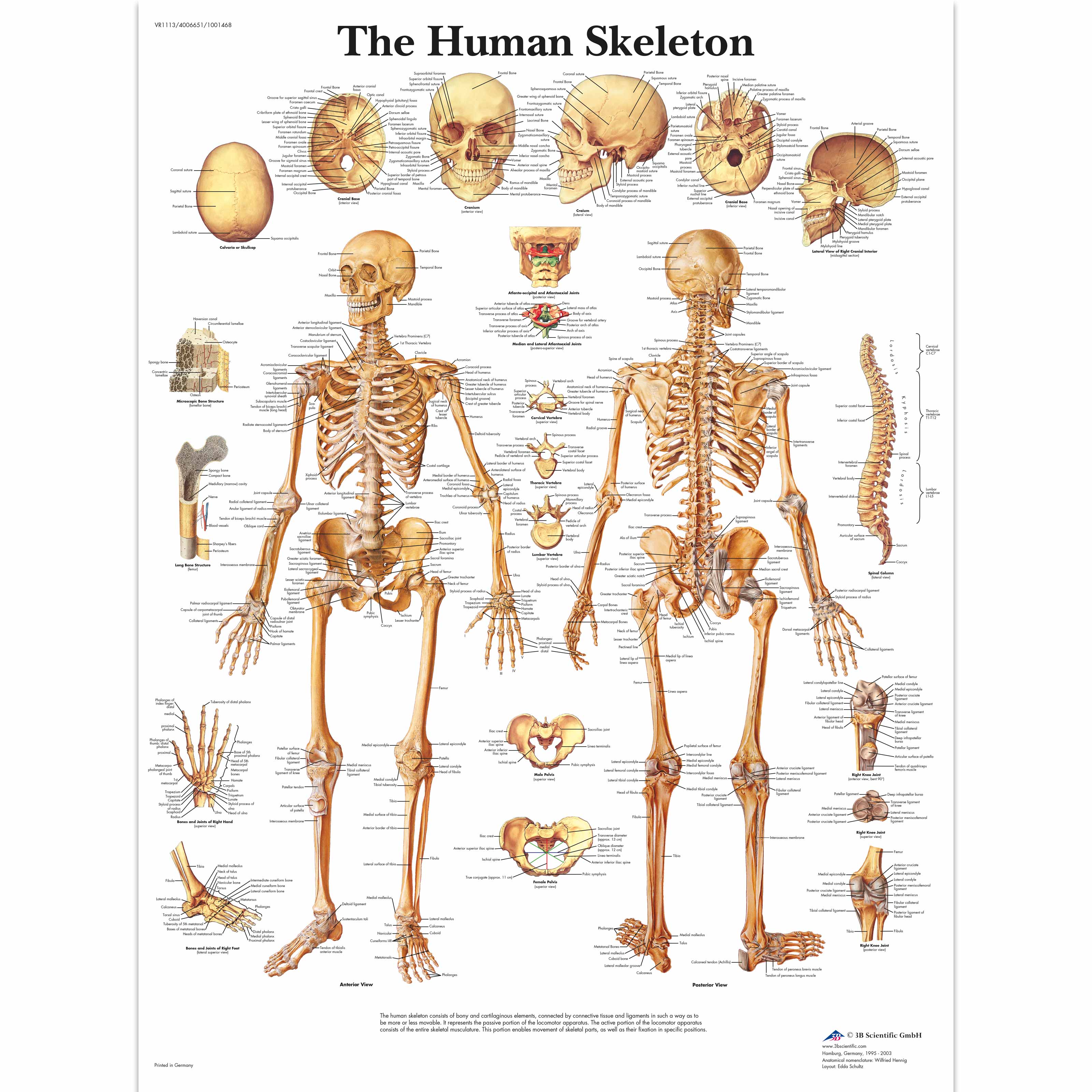 Bone Chart Human Body