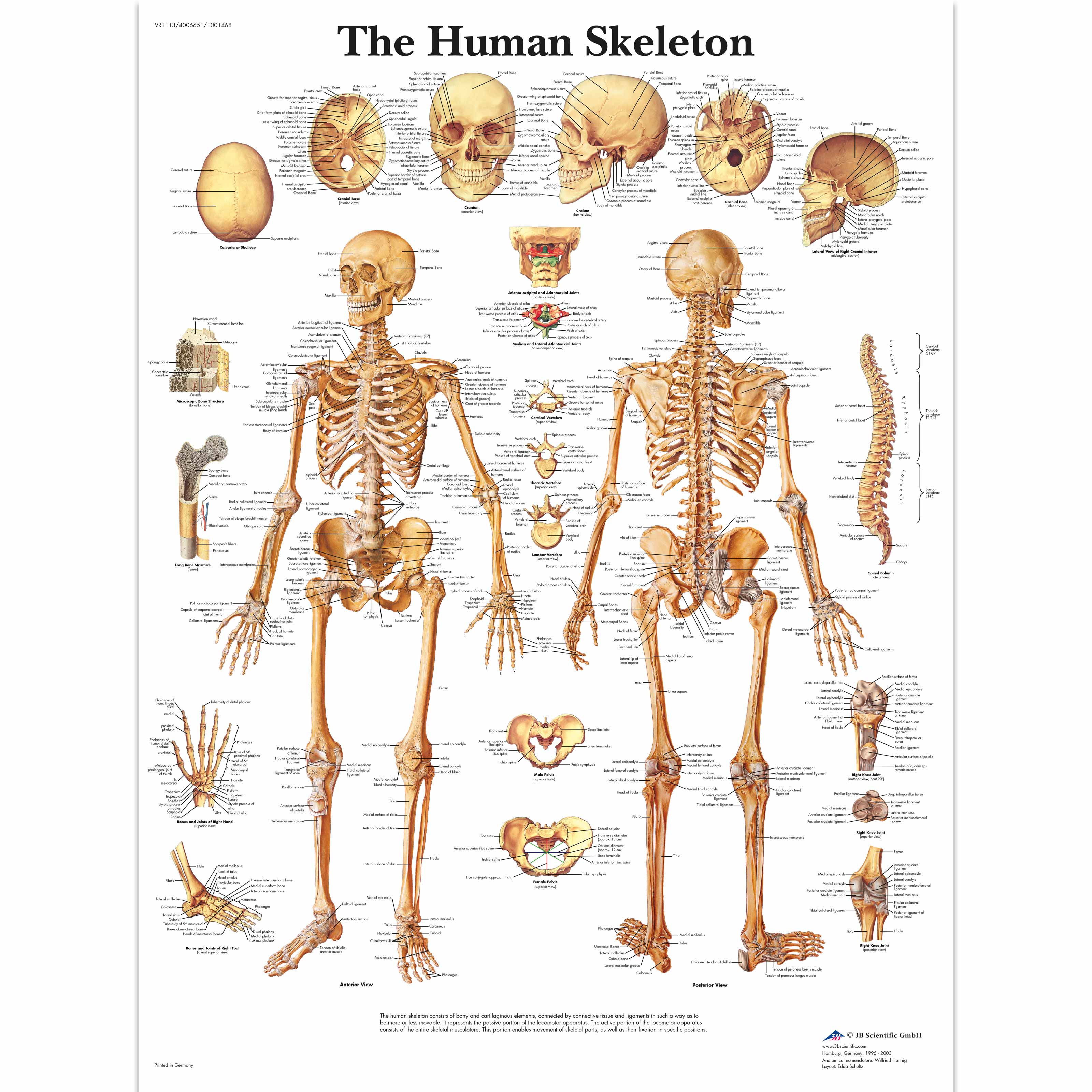 Human Skeleton Anatomy Chart