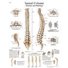 Spinal Column STICKYchart™, VR1152S, Skeletal System