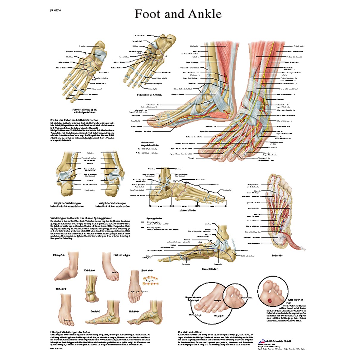 Anatomical Charts And Posters Anatomy Charts Vinyl Adhesive Charts