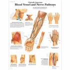 Clinically Important Blood Vessel and Nerve Pathways, 4006682 [VR1359UU], Sistema Cardiovascular
