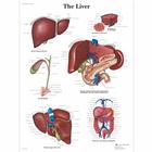 The Liver, 4006689 [VR1425UU], Sistema metabólico