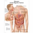 Diseases of the Digestive System, 4006691 [VR1431UU], El sistema digestivo