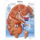 Kidney, 1001564 [VR1515L], Sistema metabólico