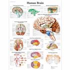 Human Brain, 1001584 [VR1615L], Cerebro y sistema nervioso