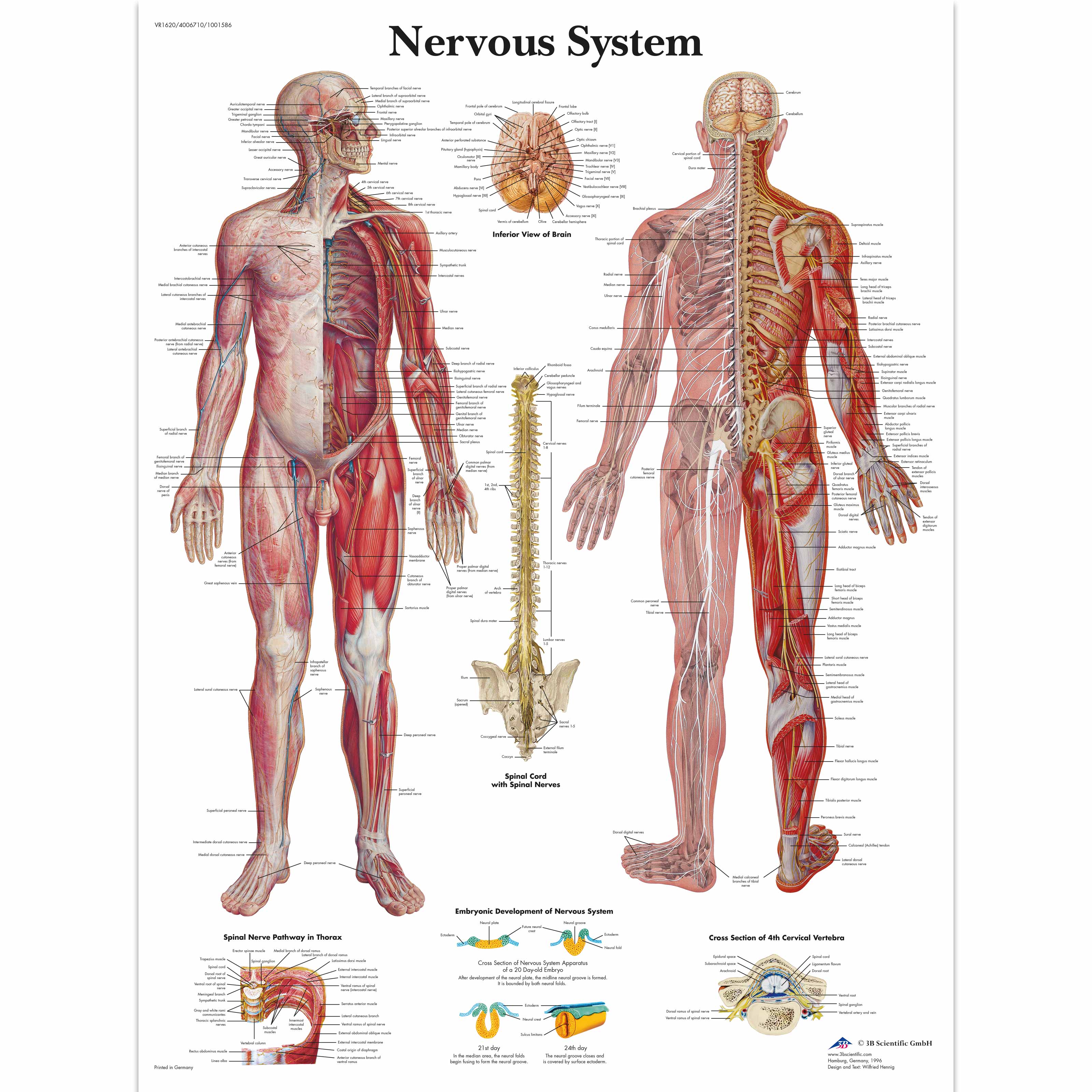 Human Nervous System Chart | Human Nervous System Poster | Paper