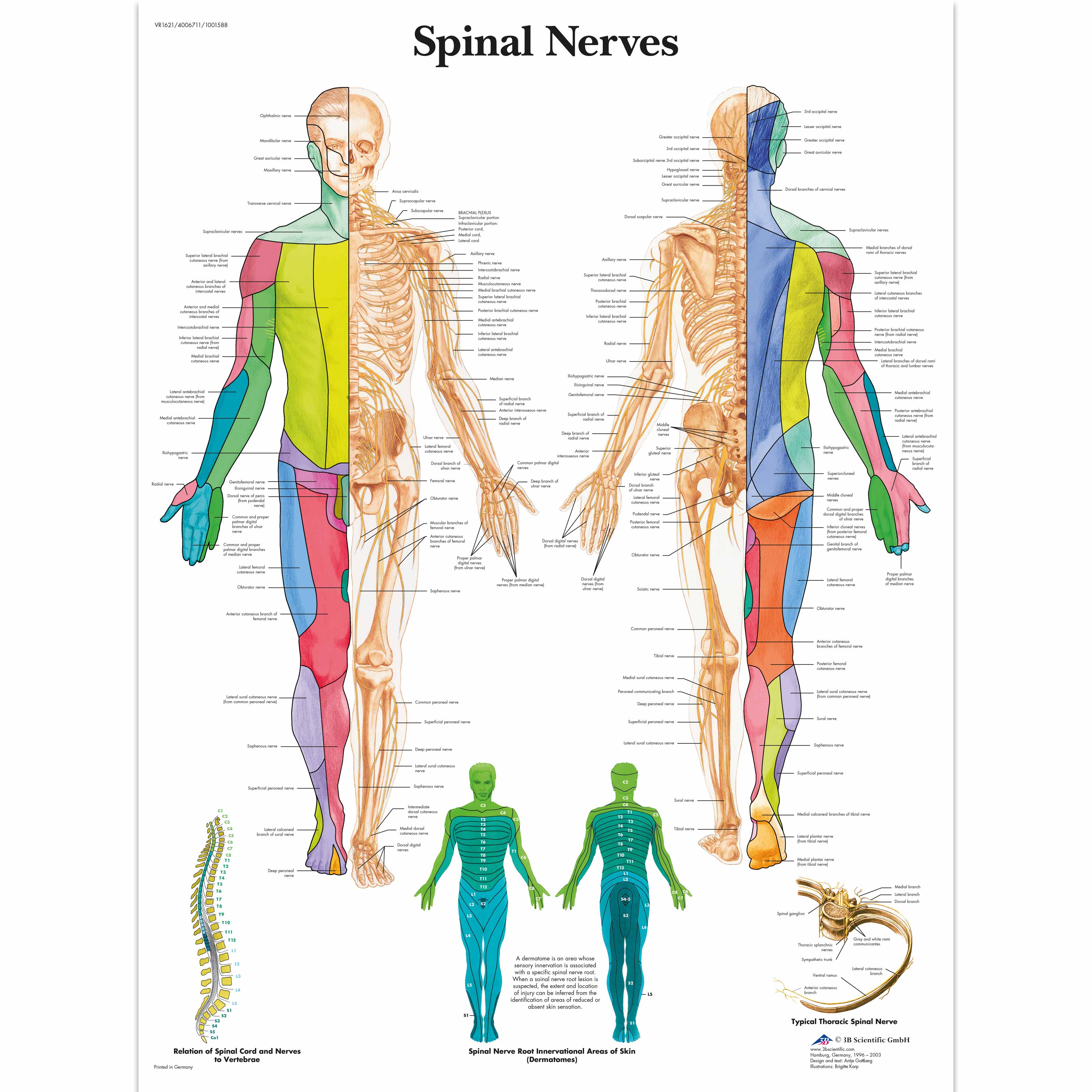 Chiropractic Nerve Chart Poster