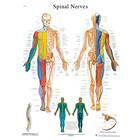 Spinal Nerves STICKYchart™, VR1621S, Skeletal System