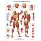 La musculature humaine, 1001632 [VR2118L], Muscle