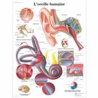 L'oreille humaine, 1001664 [VR2243L], Ear, Nose and Throat (ENT)